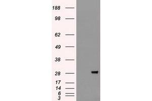Western Blotting (WB) image for anti-Fibroblast Growth Factor 2 (Basic) (FGF2) (AA 10-155) antibody (ABIN1490784) (FGF2 Antikörper  (AA 10-155))