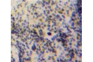 IHC-P analysis of Spleen tissue, with DAB staining. (GDF3 Antikörper  (AA 253-366))