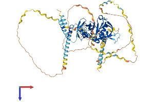 Amyloid beta (A4) Precursor Protein-Binding, Family B, Member 1 Interacting Protein (APBB1IP) (AA 1-666) protein (His tag)