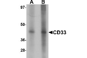 Western blot analysis of CD33 in 3T3 cell lysate with CD33 antibody at (A) 1 and (B) 2 µg/mL. (CD33 Antikörper  (Middle Region))