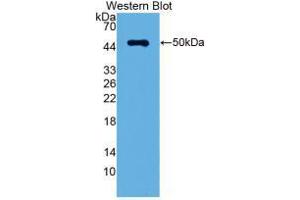 Western blot analysis of recombinant Rat LRG1.
