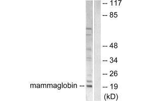 Western Blotting (WB) image for anti-Mammaglobin (Internal Region) antibody (ABIN1848654) (Mammaglobin Antikörper  (Internal Region))