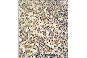 MAML3 Antibody immunohistochemistry analysis in formalin fixed and paraffin embedded human lymphnode followed by peroxidase conjugation of the secondary antibody and DAB staining. (MAML3 Antikörper  (C-Term))