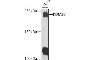 Western blot analysis of extracts of HeLa cells, using KDM3B Rabbit pAb (ABIN1680577, ABIN3015976, ABIN3015977 and ABIN6219483) at 1:1000 dilution. (KDM3B Antikörper  (AA 1059-1283))