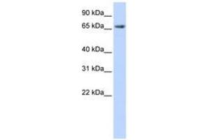 Image no. 1 for anti-Discs, Large Homolog 3 (DLG3) (AA 108-157) antibody (ABIN6740838) (DLG3 Antikörper  (AA 108-157))