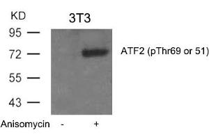 Western blot analysis of extracts from 3T3 cells untreated or treated with Anisomycin using ATF2(Phospho-Thr69 or 51) Antibody. (ATF2 Antikörper  (pThr69))