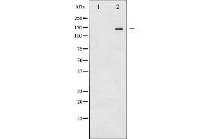 CASR antibody  (pThr888)