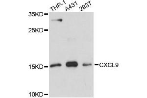 Western blot analysis of extracts of various cell lines, using CXCL9 antibody (ABIN6291934) at 1:3000 dilution. (CXCL9 Antikörper)