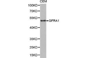 Western Blotting (WB) image for anti-GDNF Family Receptor alpha 1 (GFRA1) (AA 25-280) antibody (ABIN6219934) (GFRA1 Antikörper  (AA 25-280))