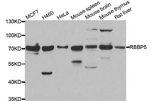 Western blot analysis of extracts of various cell lines, using RBBP5 antibody.