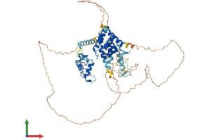 Protein Structure (PS) image for Nuclear Receptor Subfamily 1, Group D, Member 2 (NR1D2) (AA 1-576) protein (His tag) (ABIN7563870)