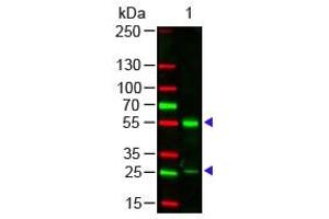 Human IgG (H&L) Antibody 549 Conjugated Western Blot. (Ziege anti-Human IgG Antikörper (DyLight 549) - Preadsorbed)