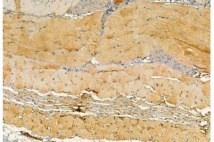ABIN6266079 and ABIN6272868 at 1/100 staining Mouse skin tissue by IHC-P. (YME1L1 Antikörper  (C-Term))
