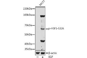 Western Blotting (WB) image for anti-Heat Shock Factor Protein 1 (HSF1) (pSer326) antibody (ABIN7267586)