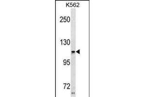 USH1C Antibody (N-term) (ABIN1881984 and ABIN2838647) western blot analysis in K562 cell line lysates (35 μg/lane). (USH1C Antikörper  (N-Term))