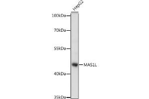 Western blot analysis of extracts of HepG2 cells, using ML antibody (ABIN7268406) at 1:1000 dilution. (MAS1L Antikörper  (AA 1-70))