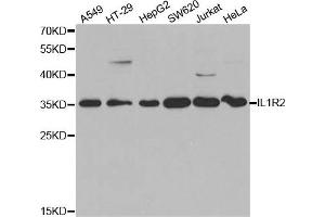 Western Blotting (WB) image for anti-Interleukin 1 Receptor, Type II (IL1R2) antibody (ABIN1875419) (IL1R2 Antikörper)