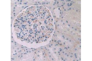 IHC-P analysis of kidney tissue, with DAB staining. (HPR Antikörper  (AA 30-85))