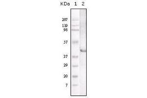 Western Blot showing LAL antibody used against LAL recombinant protein. (Lipase A Antikörper)