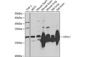 Western blot analysis of extracts of various cell lines, using VSNL1/VILIP-1 Antibody (ABIN3016717, ABIN3016718, ABIN3016719 and ABIN6219826) at 1:1000 dilution. (VSNL1 Antikörper  (AA 1-191))
