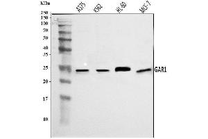 Western blot analysis of NOLA1/GAR1 using anti-NOLA1/GAR1 antibody (ABIN7602076). (GAR1 Antikörper  (AA 58-165))