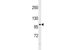 FGFR4 antibody western blot analysis in 293 lysate.