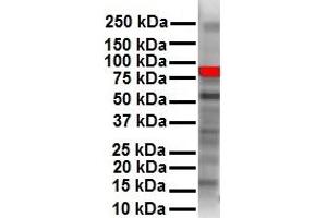 WB Suggested Anti-RIPK3 antibody Titration: 1 ug/mL Sample Type: Human HepG2 (RIPK3 Antikörper  (N-Term))