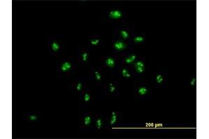 Immunofluorescence of purified MaxPab antibody to PAK1IP1 on HeLa cell. (PAK1IP1 Antikörper  (AA 1-392))