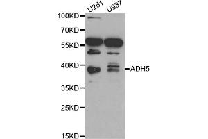 Western blot analysis of extracts of various cell lines, using ADH5 antibody (ABIN1870820) at 1:1000 dilution. (ADH5 Antikörper)