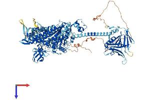 MYO1F Protein (AA 1-1099) (His tag)