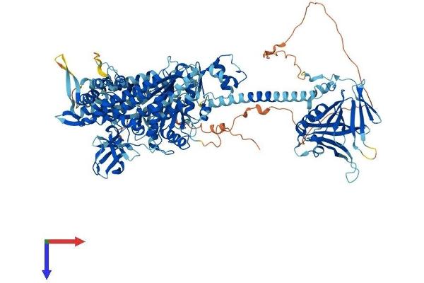 MYO1F Protein (AA 1-1099) (His tag)