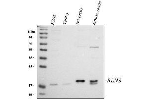 Western blot analysis of RLN3 using anti-RLN3 antibody (ABIN7600943).