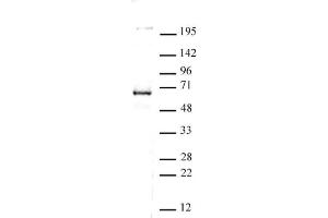 CoREST antibody (pAb) tested by Western blot. (CoREST Antikörper  (C-Term))