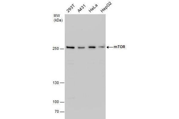 MTOR antibody  (C-Term)