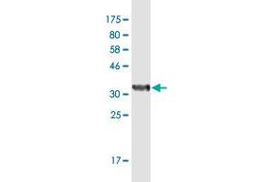 Western Blot detection against Immunogen (36. (SUPT4H Antikörper  (AA 18-117))