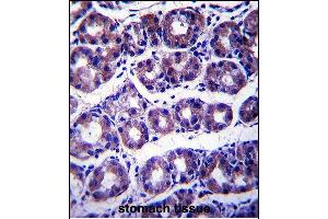 SLC41A2 Antibody (N-term) (ABIN657753 and ABIN2846735) immunohistochemistry analysis in formalin fixed and paraffin embedded human stomach tissue followed by peroxidase conjugation of the secondary antibody and DAB staining. (SLC41A2 Antikörper  (N-Term))