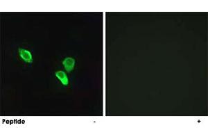 Immunofluorescence analysis of MCF-7 cells, using MRPS18C polyclonal antibody . (MRPS18C Antikörper)