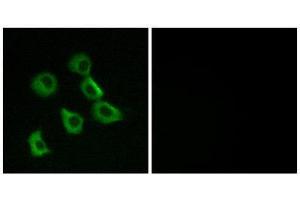 Immunofluorescence (IF) image for anti-Olfactory Receptor, Family 52, Subfamily B, Member 2 (OR52B2) (Internal Region) antibody (ABIN1853134) (OR52B2 Antikörper  (Internal Region))
