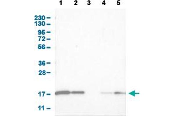 CNTF antibody  (AA 105-198)