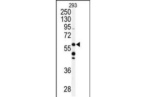 Western blot analysis of anti- in 293 cell line lysates (35ug/lane) (COQ8A Antikörper  (C-Term))