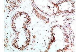 Immunohistochemical analysis of paraffin-embedded human-testis, antibody was diluted at 1:200 (IL-31 Antikörper  (AA 21-70))