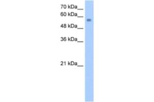 Western Blotting (WB) image for anti-Nudix (Nucleoside Diphosphate Linked Moiety X)-Type Motif 12 (NUDT12) antibody (ABIN2463240) (NUDT12 Antikörper)
