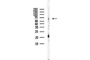 Western blot analysis of lysates from LoVo cells(heat-shock,45 min treatment), using SEPN1 Antibody at 1/1000 dilution.