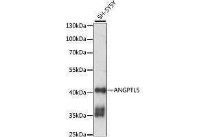 Western blot analysis of extracts of SH-SY5Y cells, using  antibody (ABIN7265592) at 1:1000 dilution. (ANGPTL5 Antikörper  (AA 1-388))