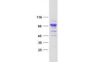Validation with Western Blot (PRDM11 Protein (Myc-DYKDDDDK Tag))