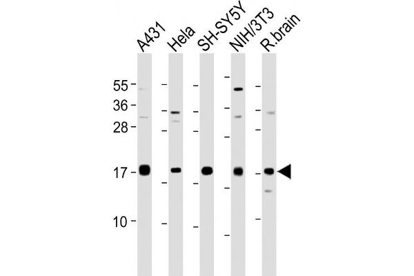 Calmodulin 1 Antikörper  (C-Term)