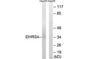 Western blot analysis of extracts from HepG2 cells, using DHRS4 Antibody. (DHRS4 Antikörper  (AA 191-240))