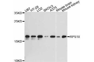 Western blot analysis of extracts of various cell lines, using RPS18 antibody (ABIN5998720) at 1:3000 dilution. (RPS18 Antikörper)