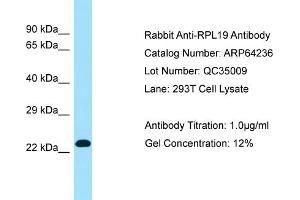 Western Blotting (WB) image for anti-Ribosomal Protein L19 (RPL19) (C-Term) antibody (ABIN2774393)