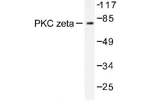 Image no. 2 for anti-Protein Kinase C, zeta (PRKCZ) antibody (ABIN272064) (PKC zeta Antikörper)